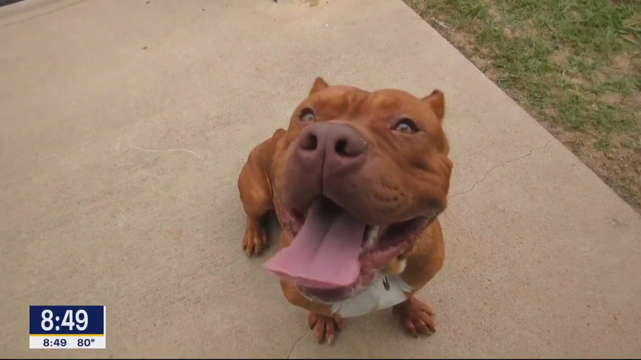 Dog of the Day: Smash