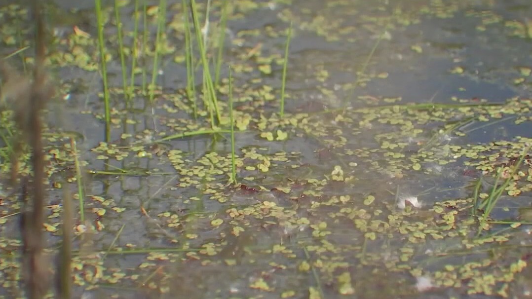 Battling the growing mosquito problem