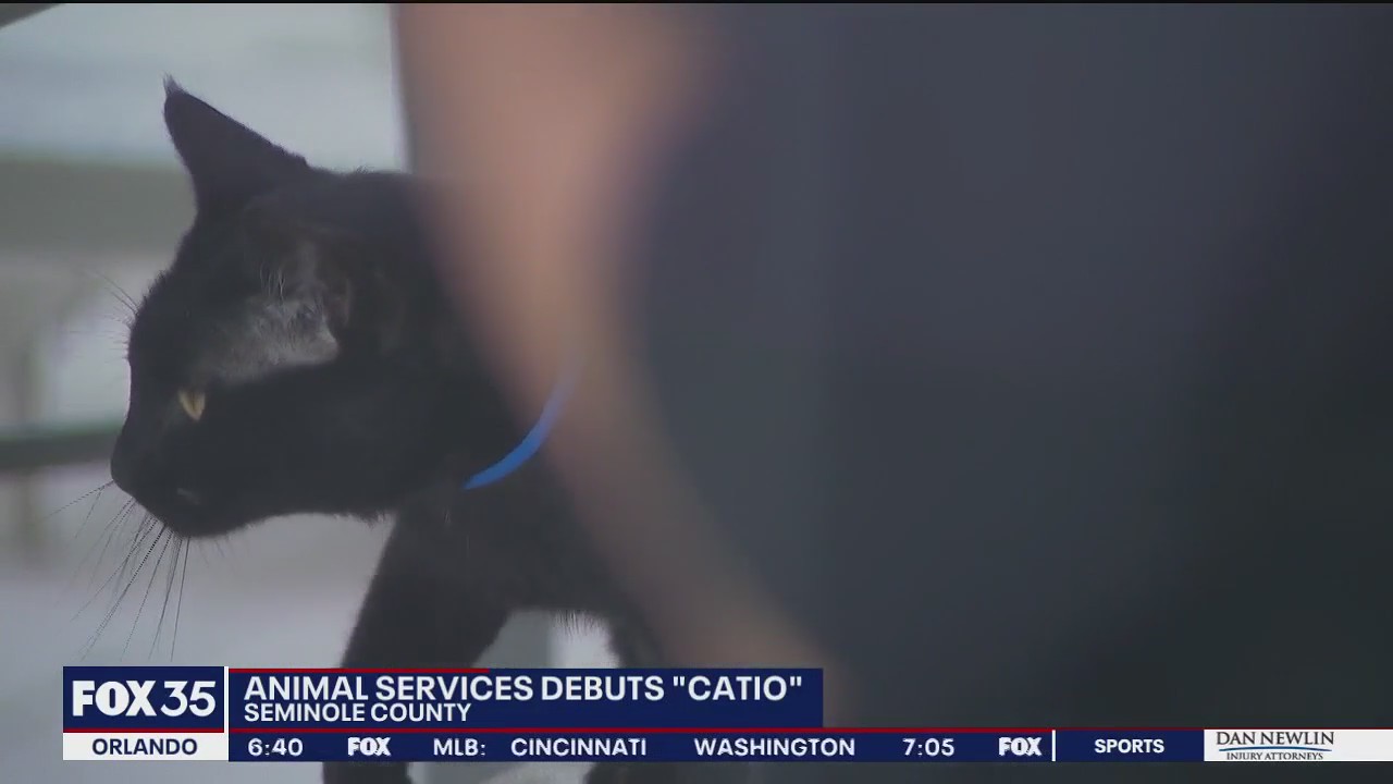 Seminole animal shelter gets new 'catio'