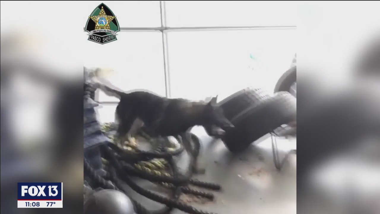 How Pasco K-9s are trained to sniff out almost anything
