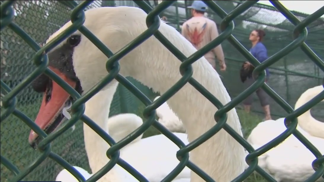 Lakeland swans get their annual veterinary checkup