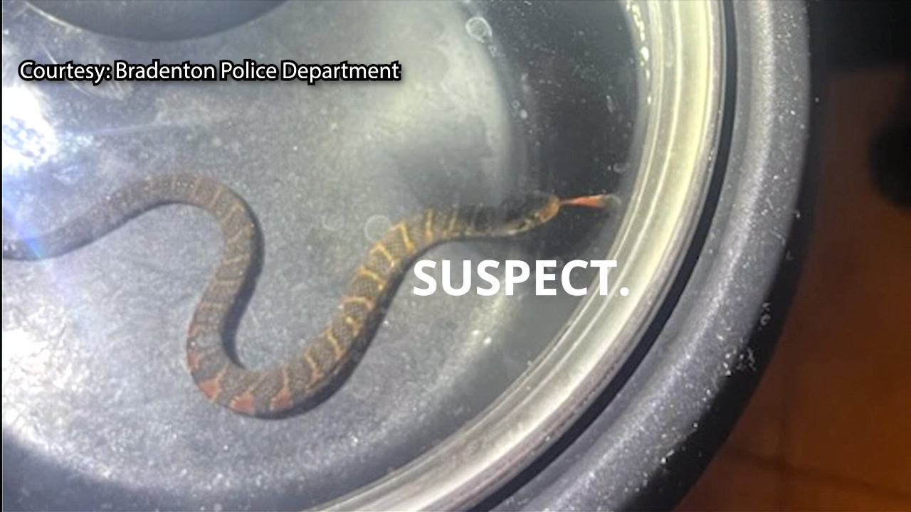 Bradenton police capture banded water snake