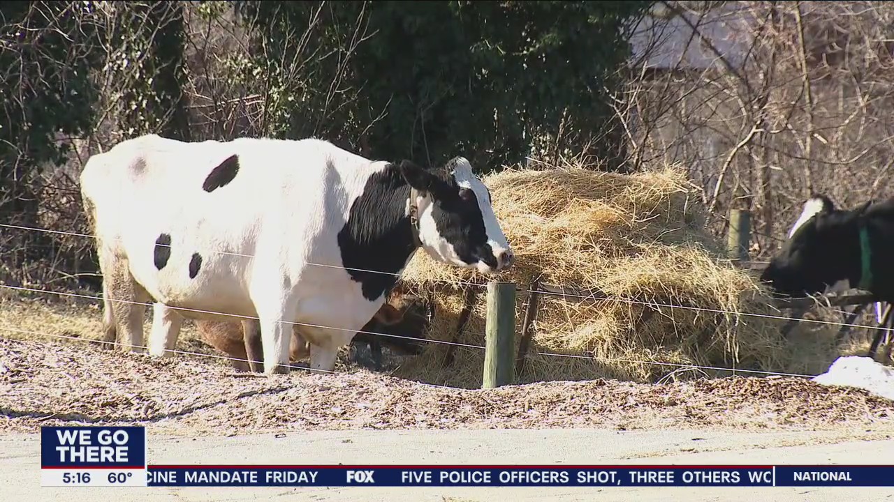 Philadelphia high school offers students hands-on farming classes
