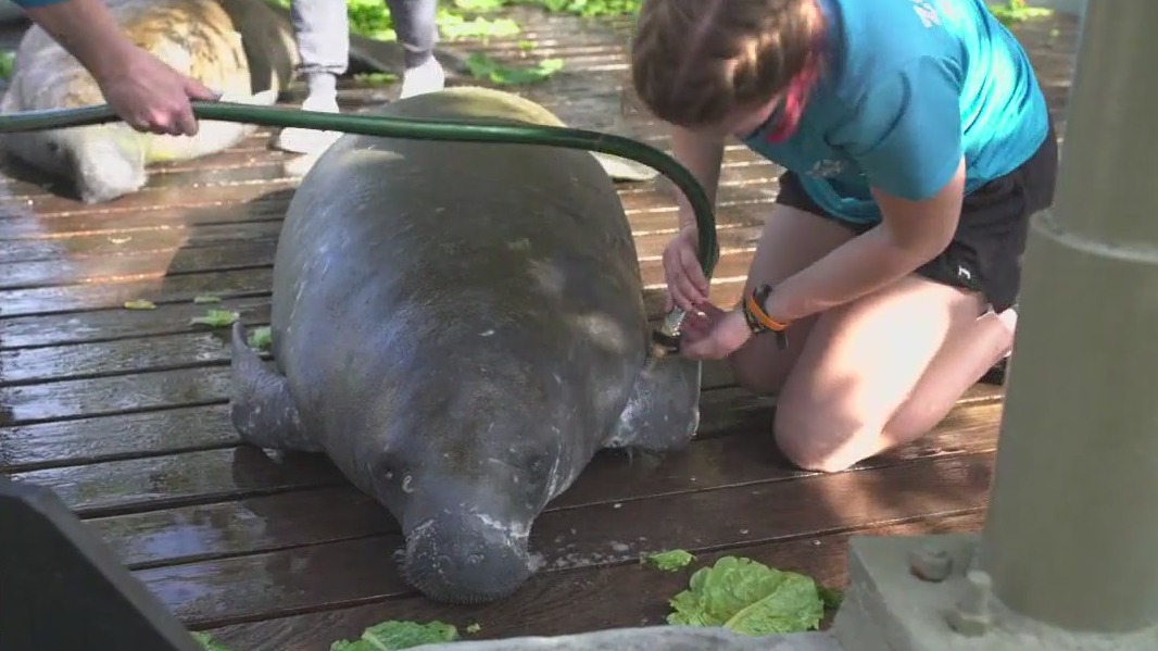 Zoo Tampa manatee rehab center