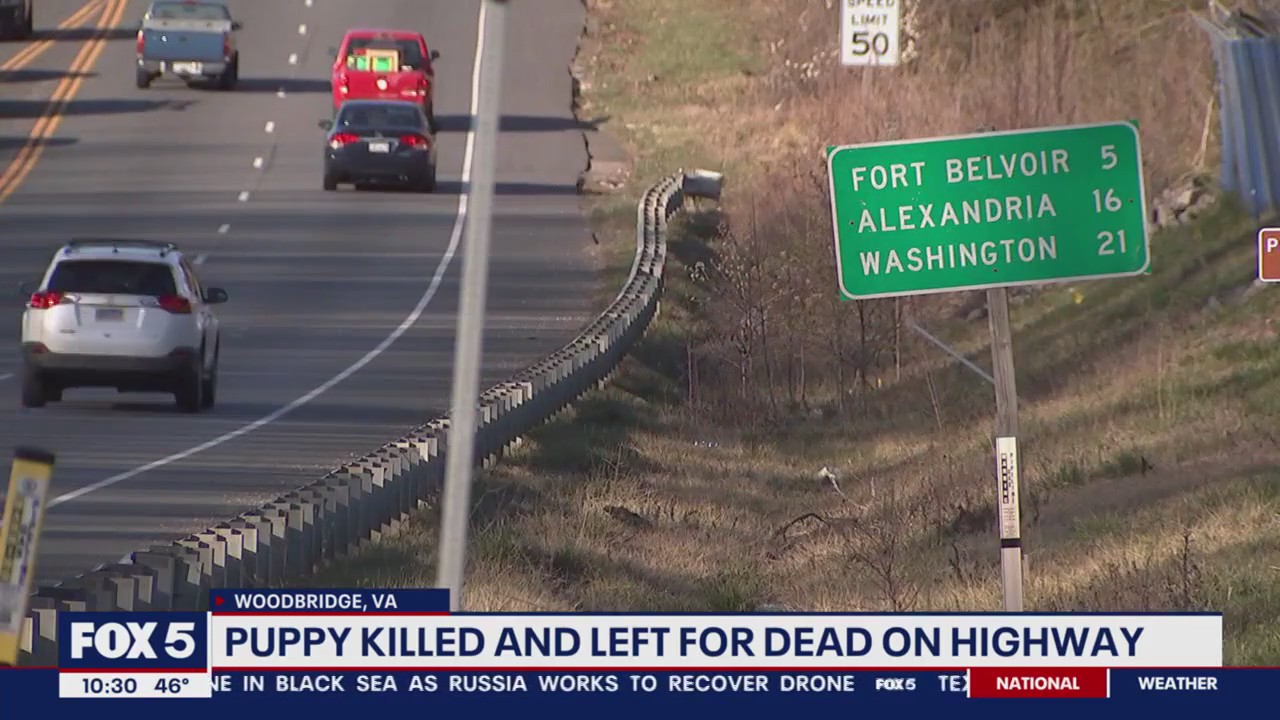 Puppy killed and left for dead on Richmond Highway