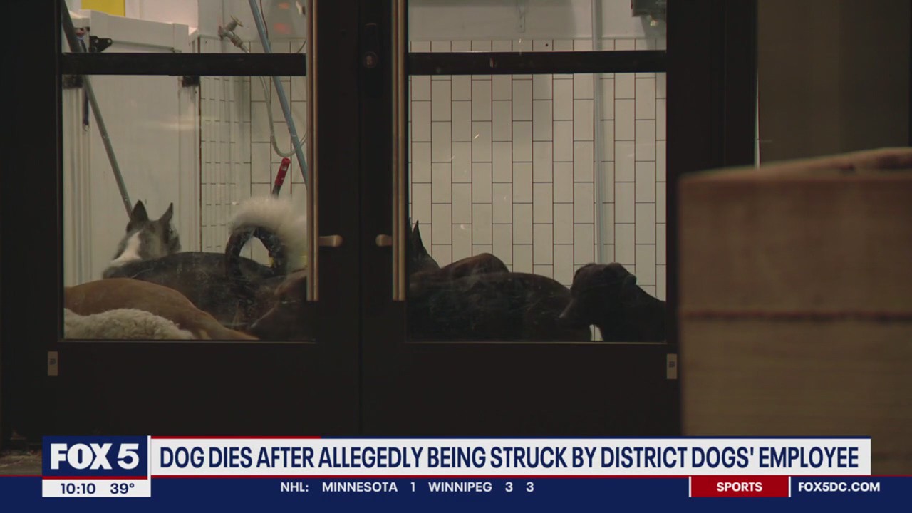 District Dogs employee fired for hitting, killing 5-month-old puppy