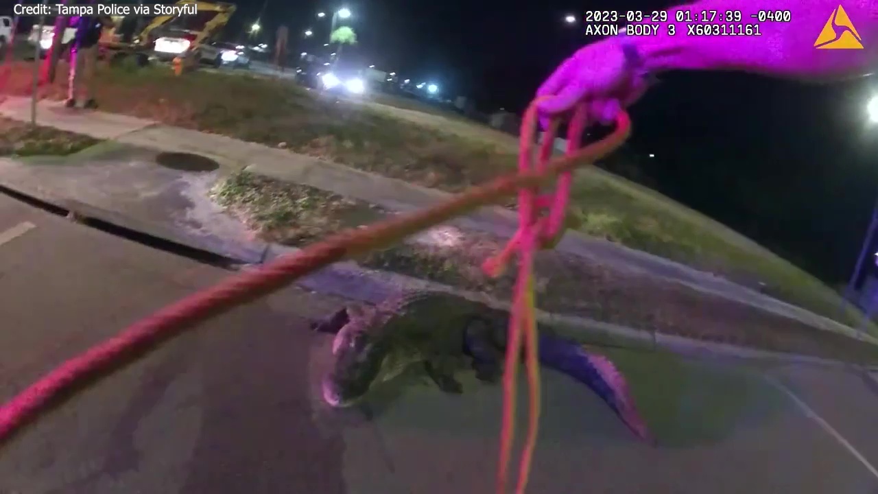Body camera video shows officers wrangle hissing gator