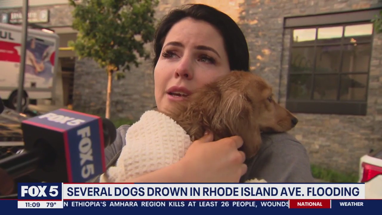 Several dogs drown in Rhode Island Ave flooding