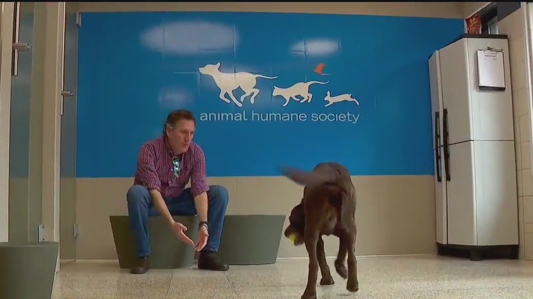 AHS reopens after canine flu