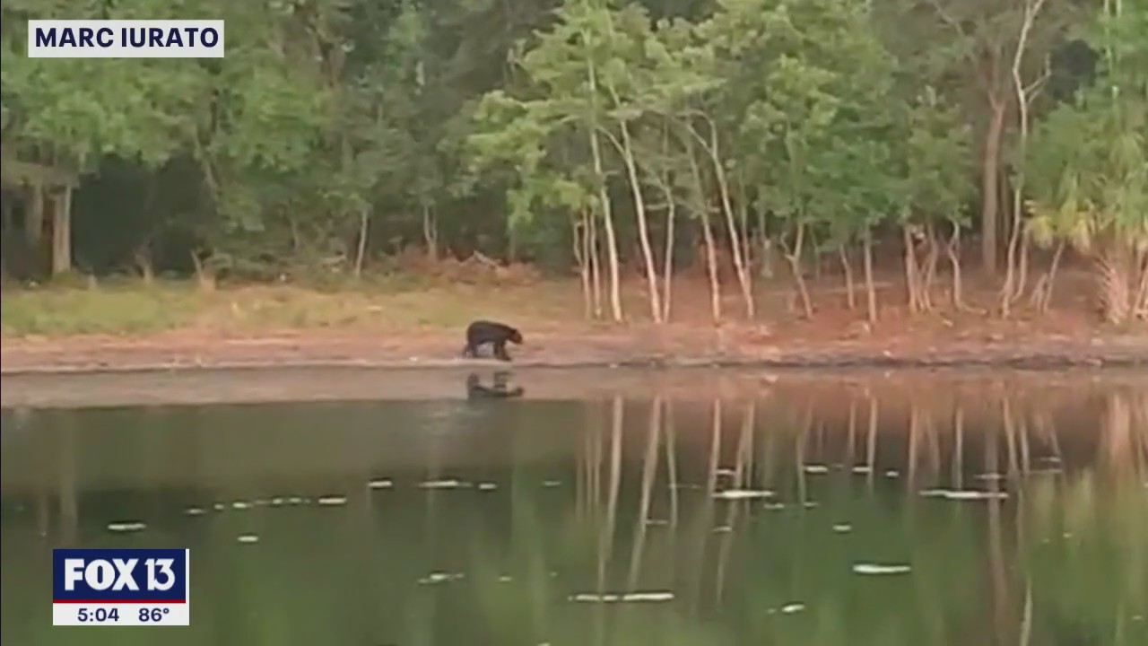 Black bear in Carrollwood area spotted at least 5 times
