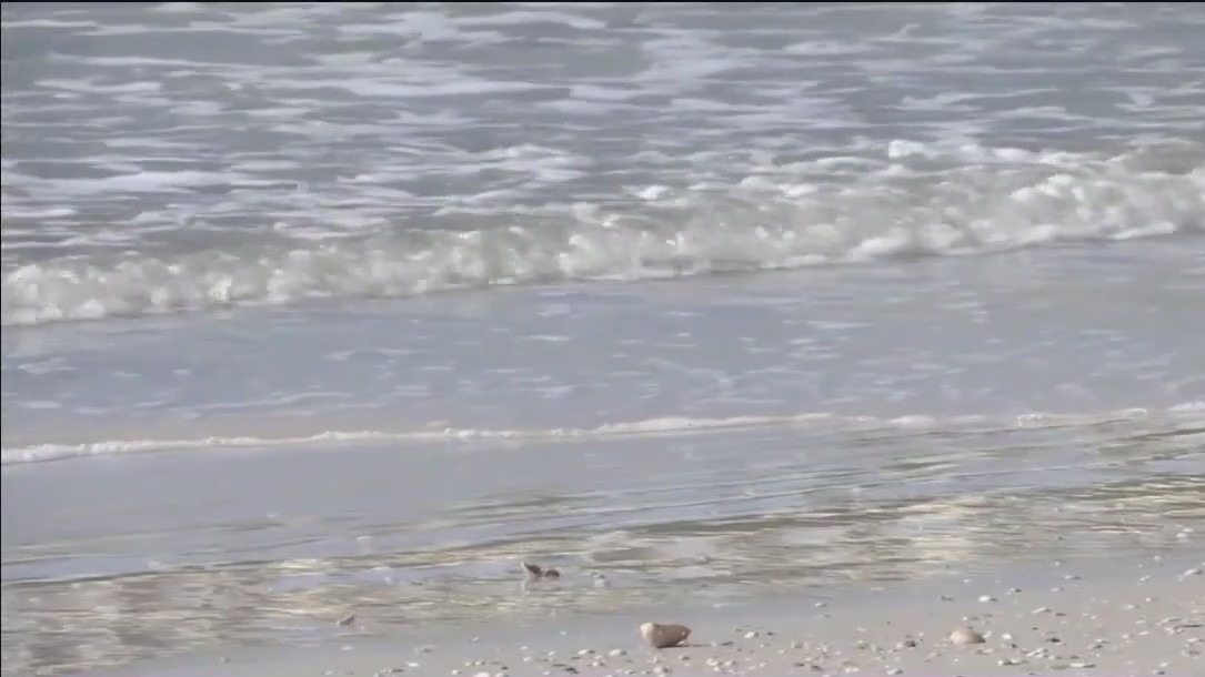 Previous: Respiratory risk rising due to red tide across three Bay Area counties