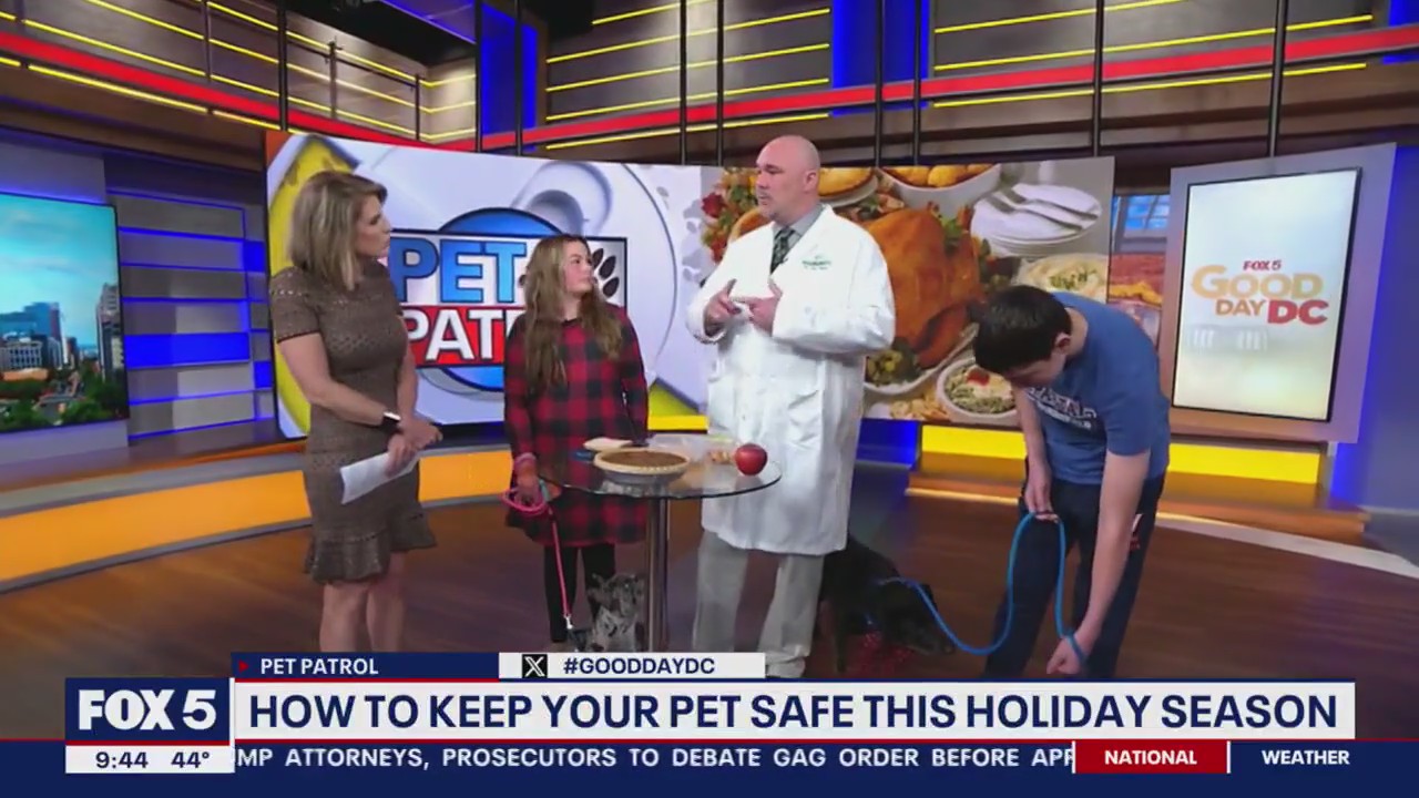 Proper pet care during the holidays