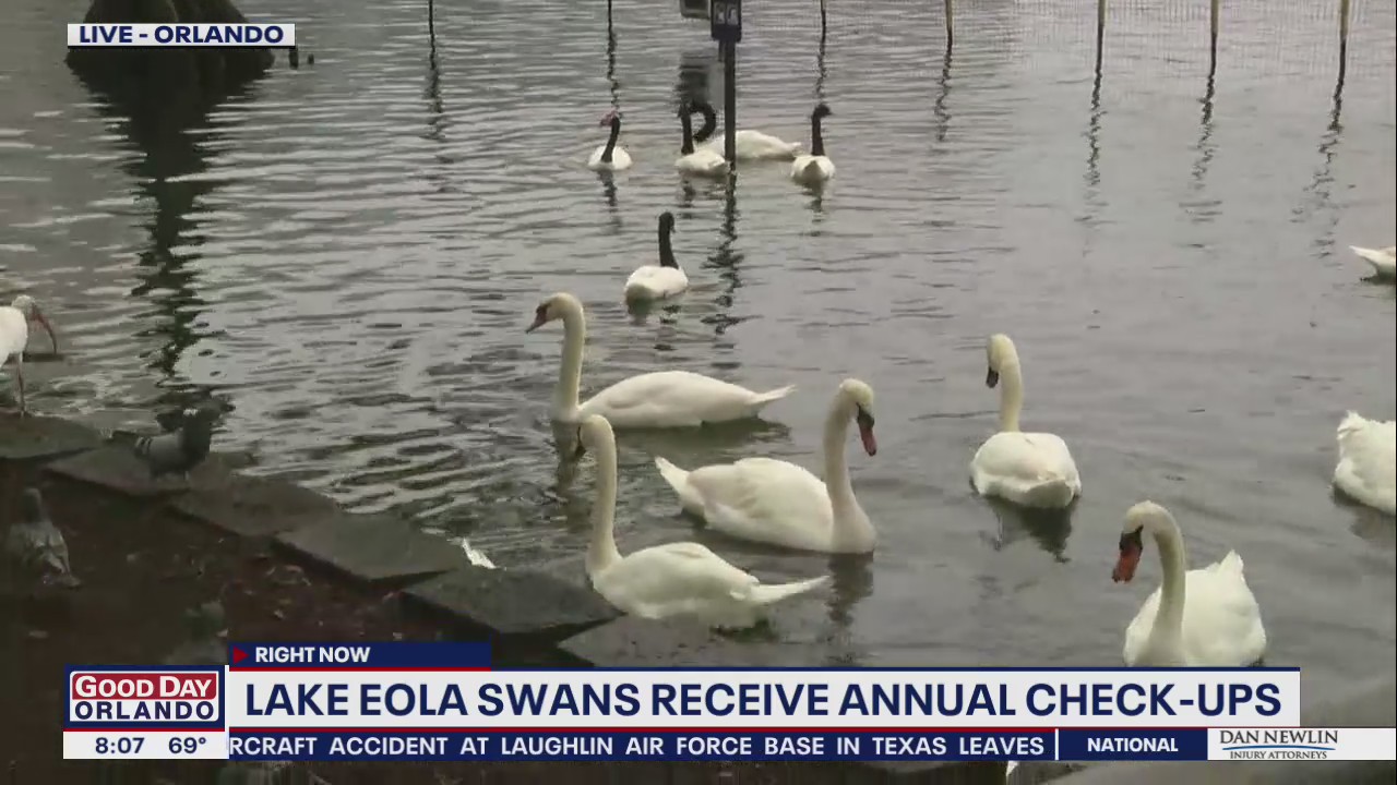 Lake Eola swans receive annual check-ups
