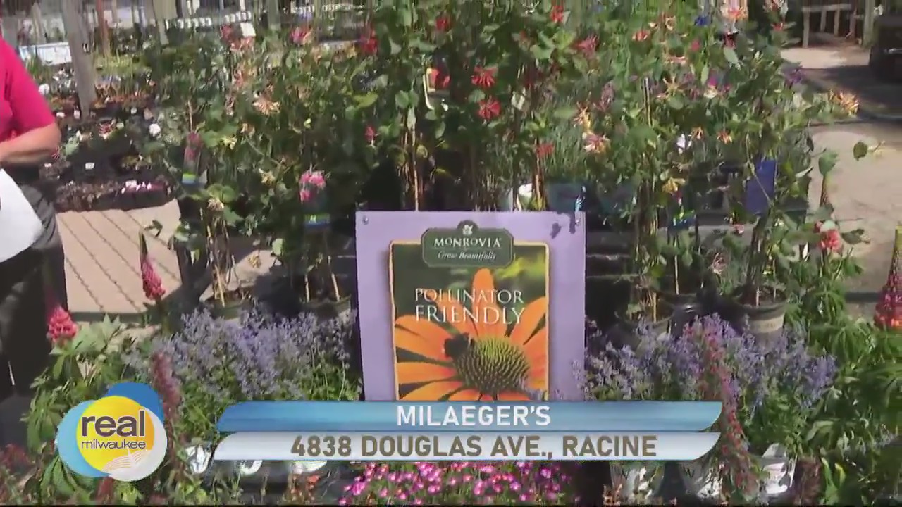 Browsing the perennials at Milaeger’s