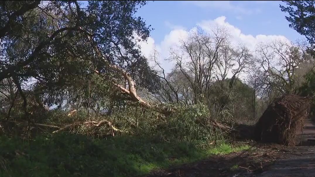 Toppled trees and other signs of destruction from the big storm