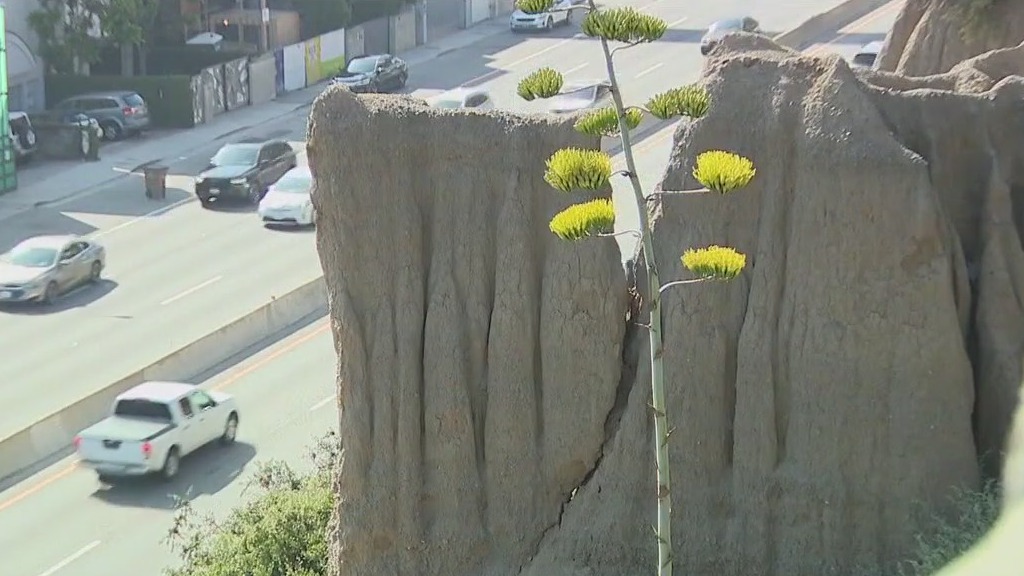 Giant crack spotted in Santa Monica bluffs