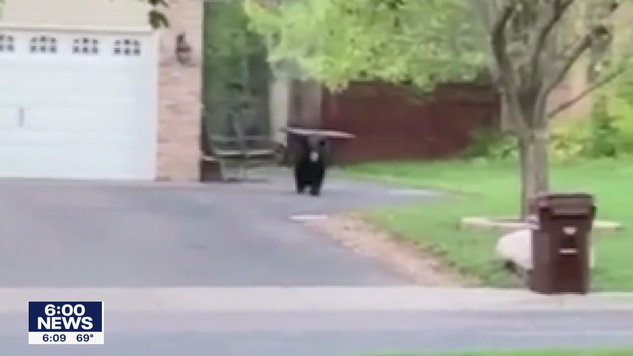 Girl films black bear in Minnesota neighborhood