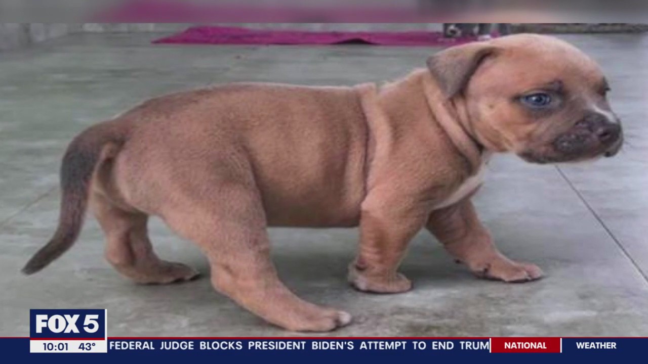 5-week-old puppy latest dog to be reported stolen in DC