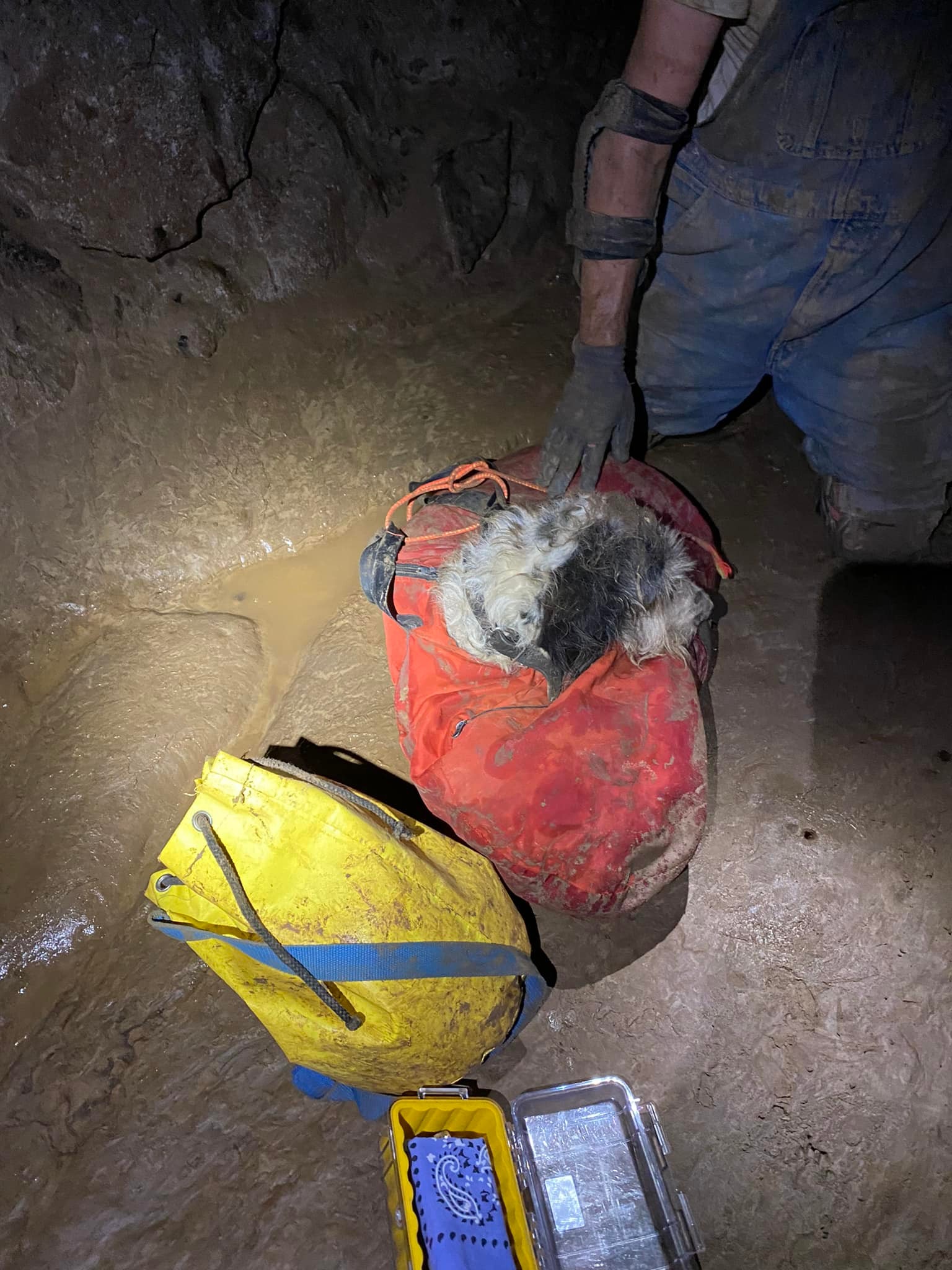 Dog missing for 2 months found in cave by explorers