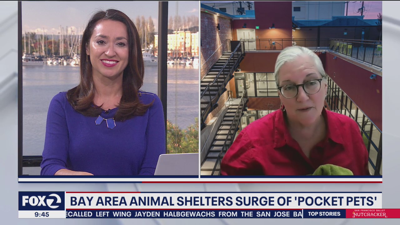 Dealing with surge of 'pocket pets'