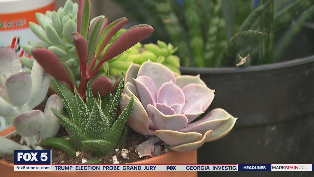 How to plant and grow your own succulents