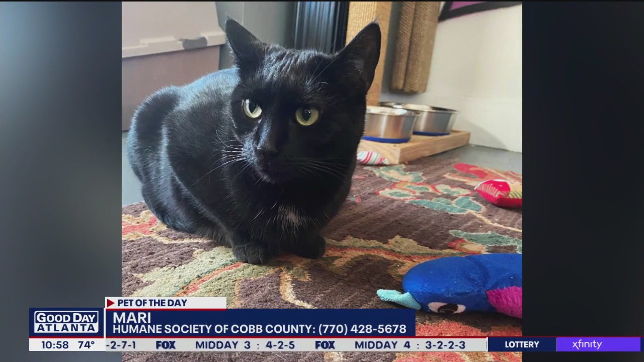 Pet of the Day from the Humane Society of Cobb County