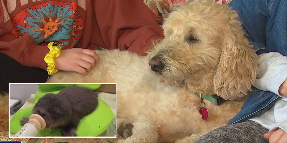 Dog fighting cancer rescues orphan otter pup from St. Croix River