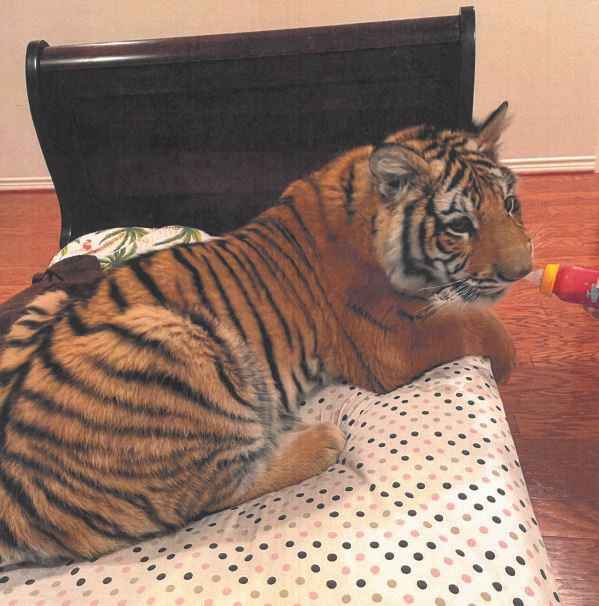 'It's Victor's tiger,' HPD says wild animal belongs to man whose attorney denied ownership