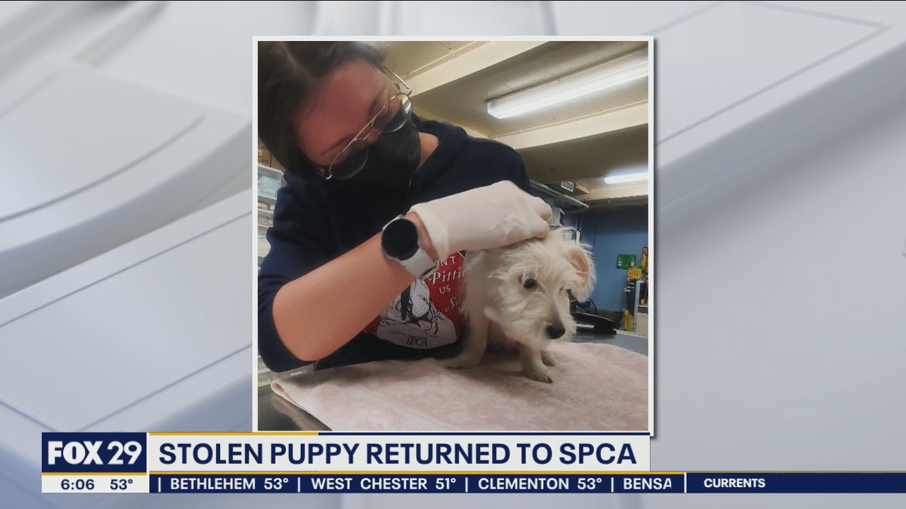 Puppy stolen from PSPCA Philadelphia headquarters returned, agency says