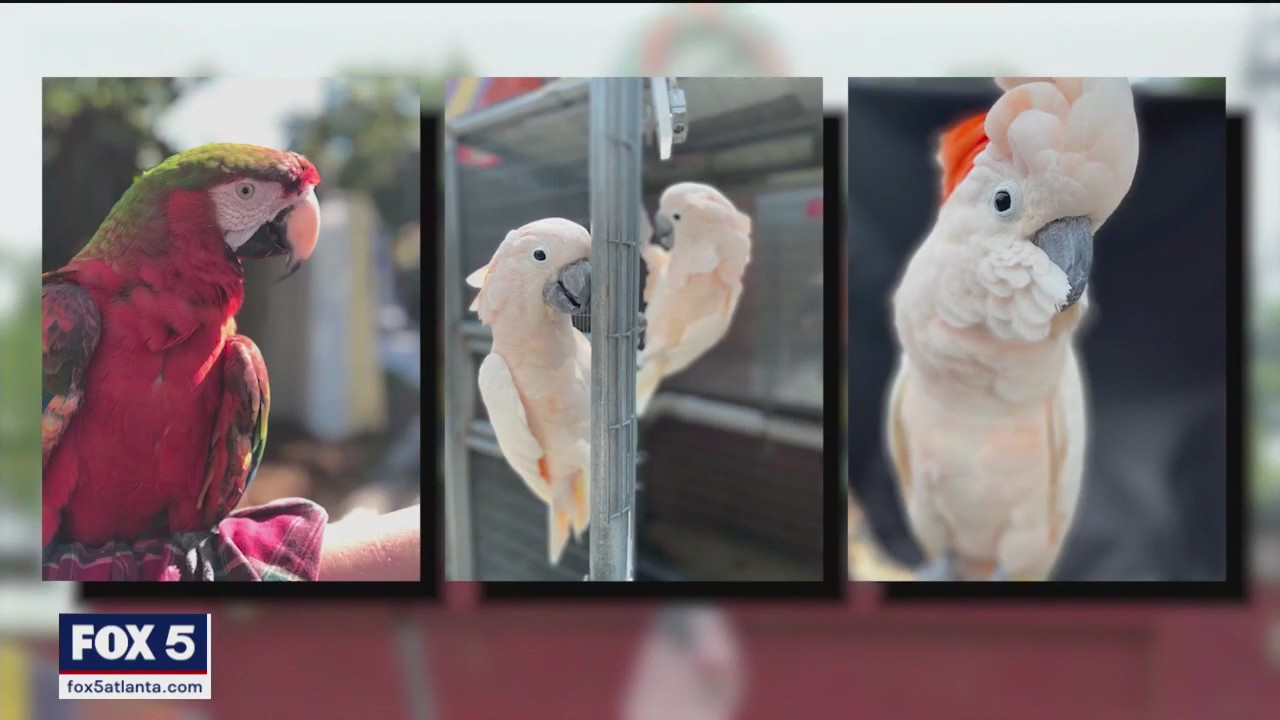Three birds stolen from popular Atlanta restaurant found by police