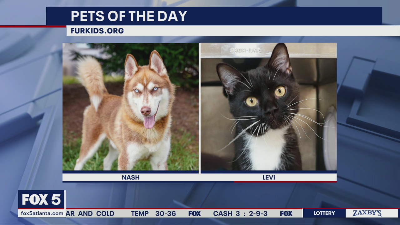 Pets of the Day from Furkids
