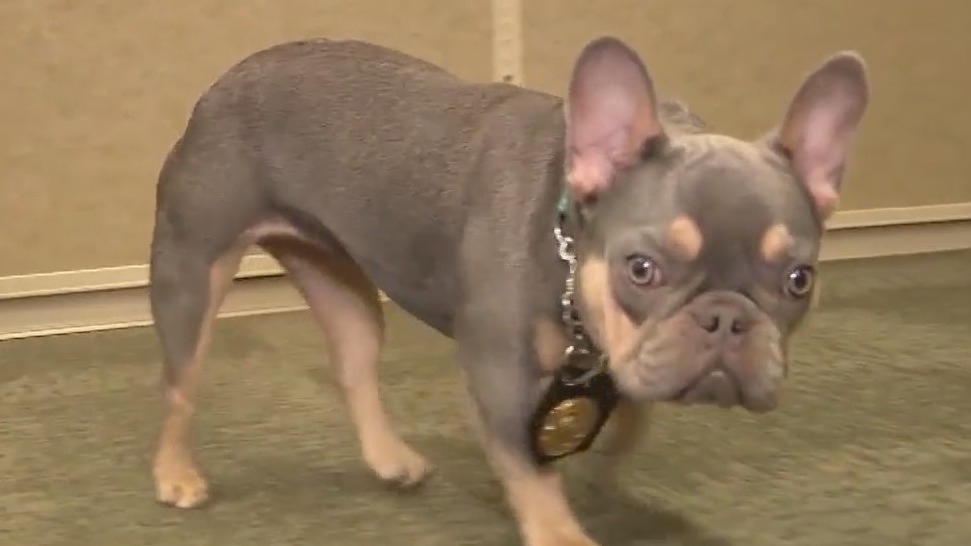 Therapy dog joins UCF Police Department