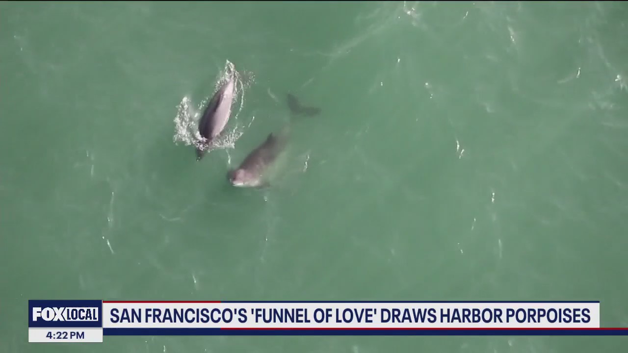 Harbor porpoises flock to 'funnel of love' under Golden Gate Bridge
