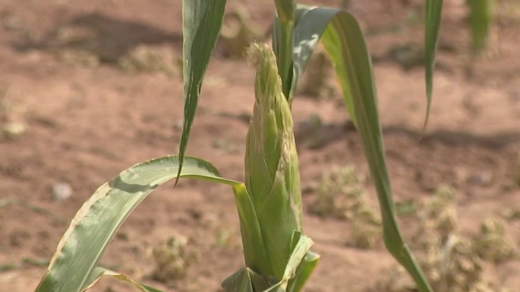 Corn harvest a success despite wet March