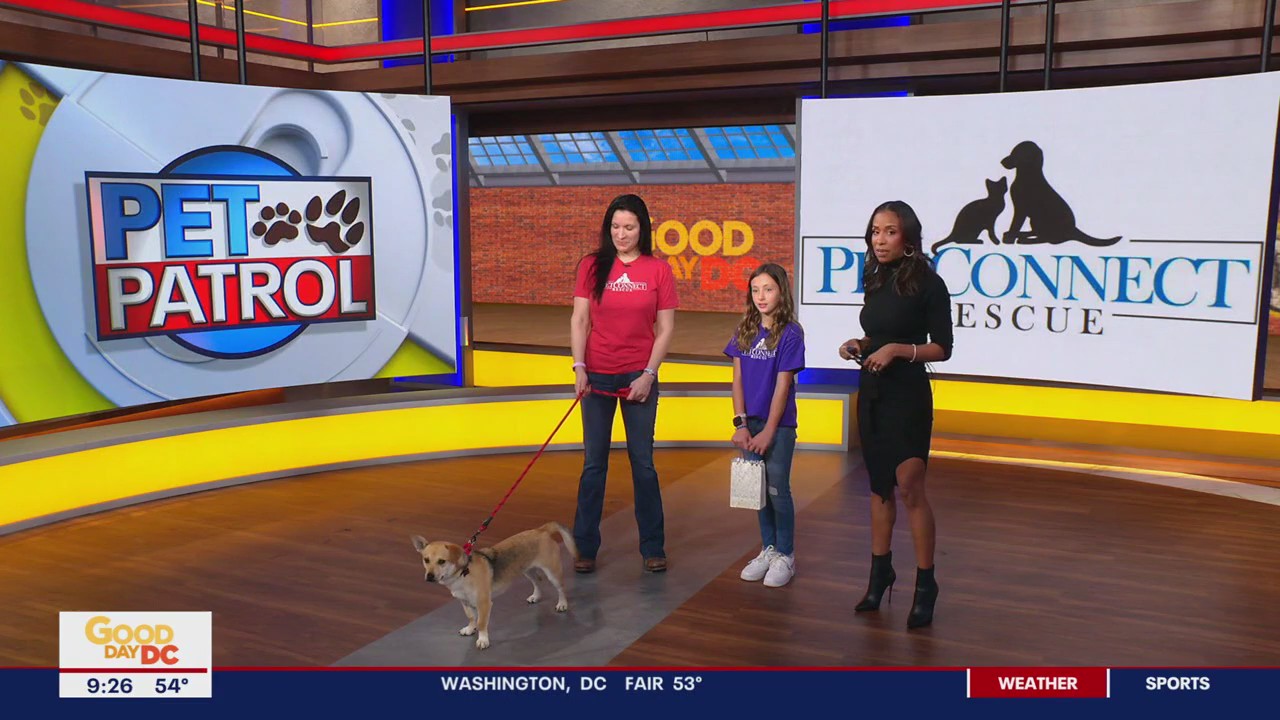 PetConnect Rescue works to find forever homes for pets