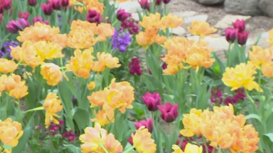 Summer gardens and pots