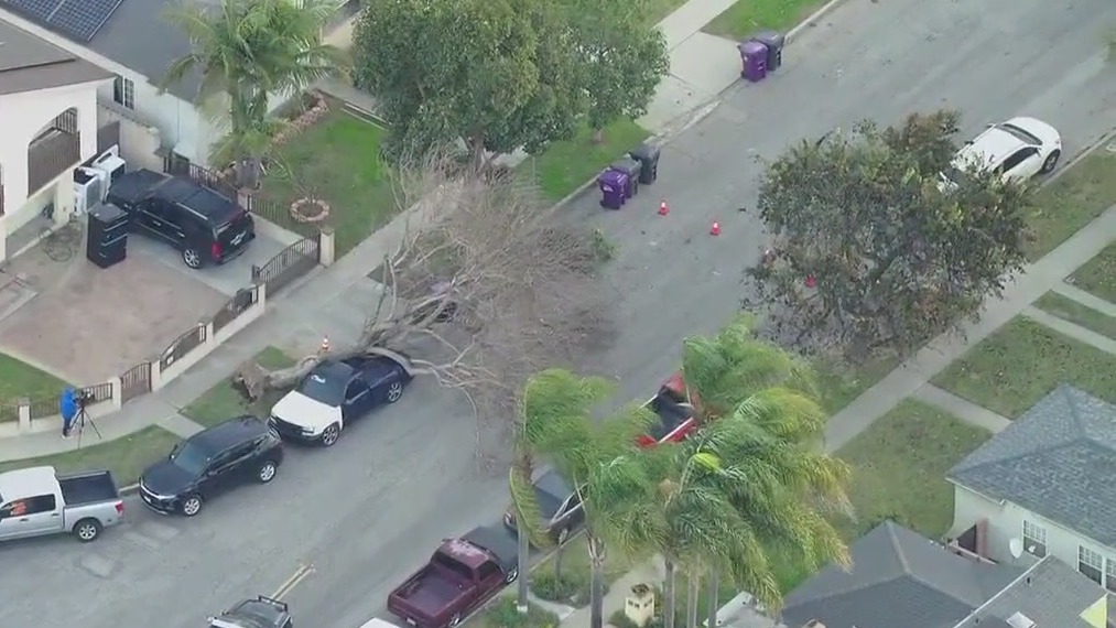 Tree falls on car on Long Beach