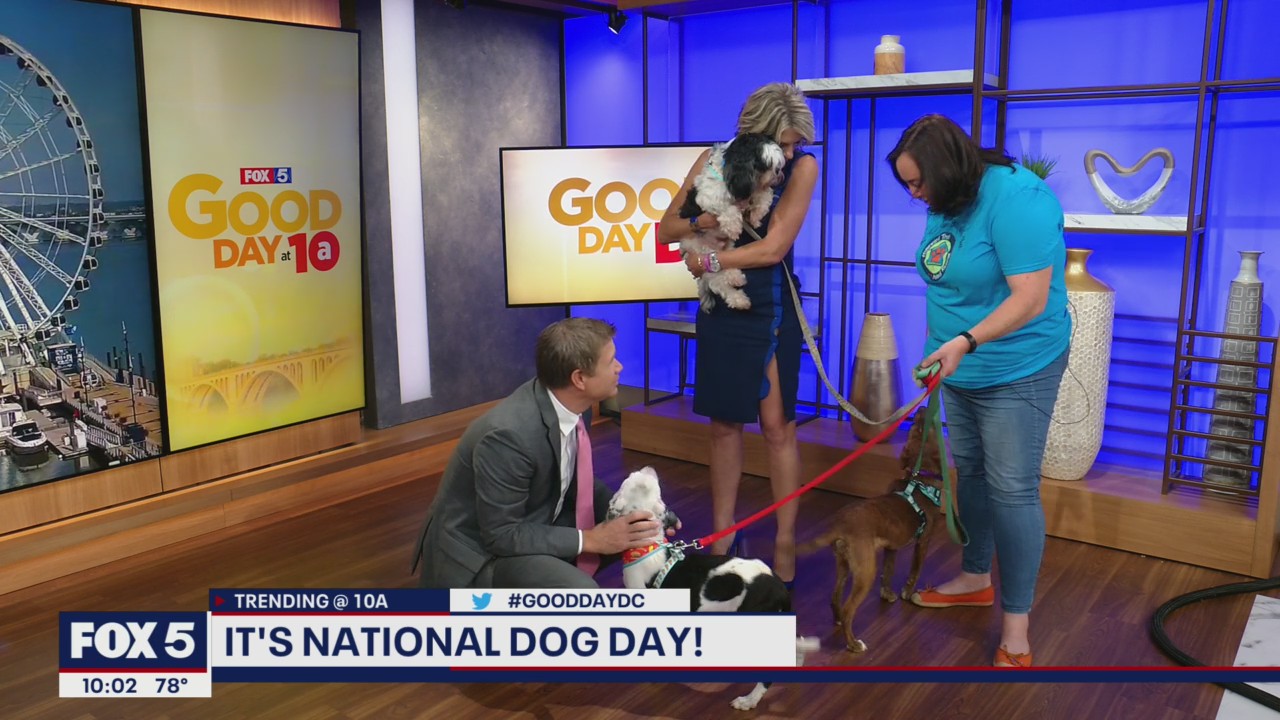 Celebrating National Dog Day!