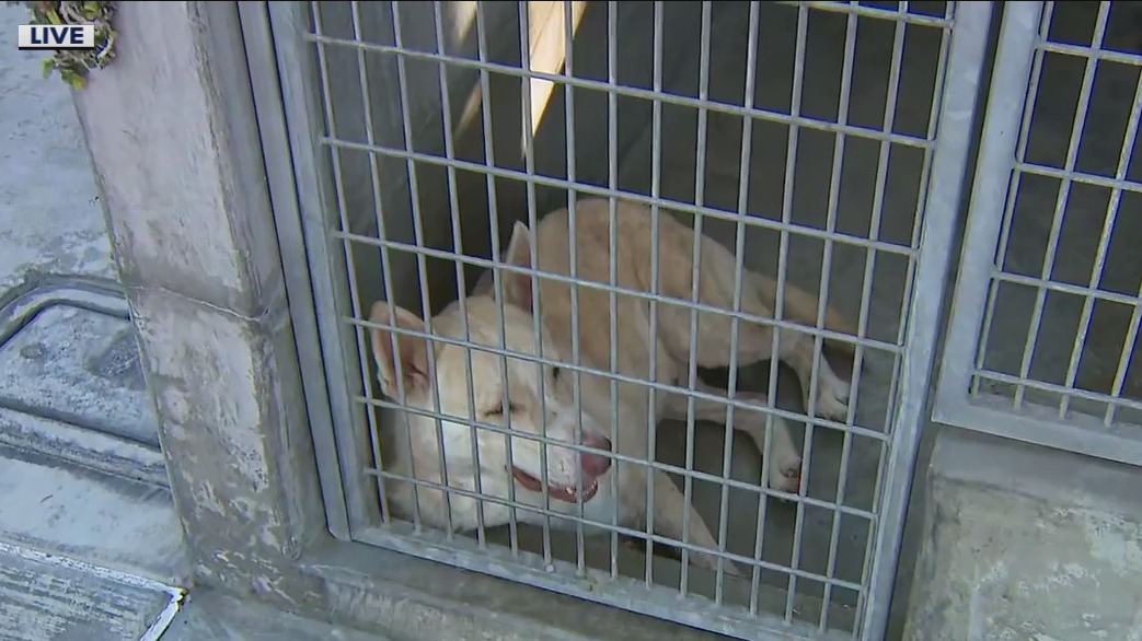 LA City animal shelters flooded with dogs, cats