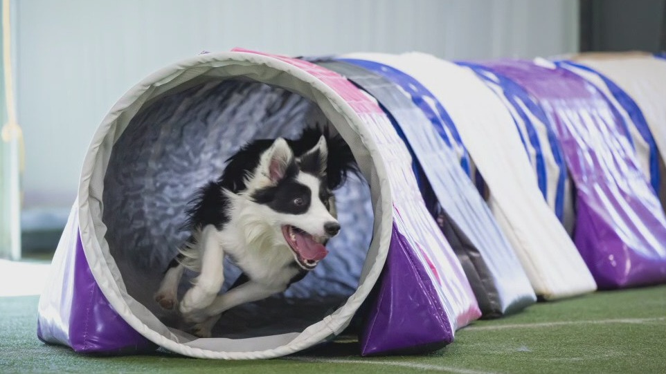 What is the UKI Classic? What will the dogs be doing?