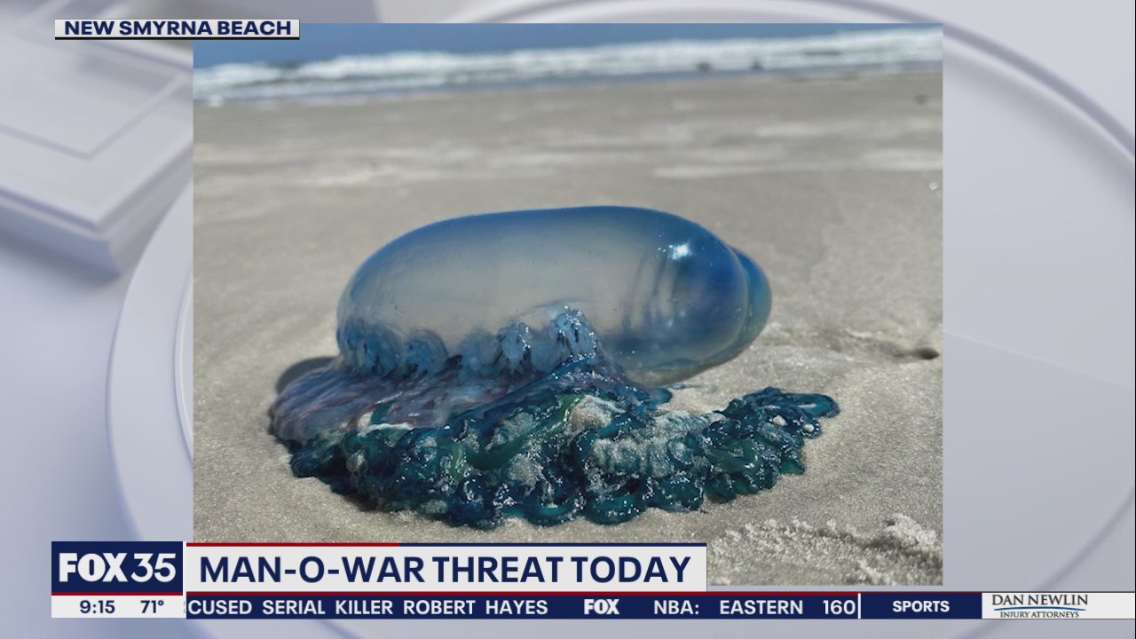 Man o' war threat at Volusia County beaches