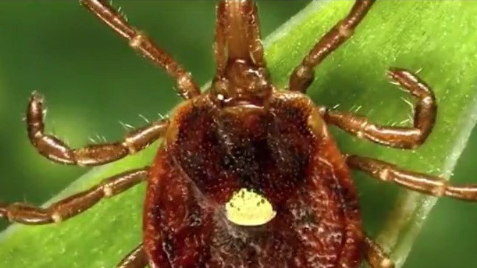 Red meat allergy hits MN woman after tick bite