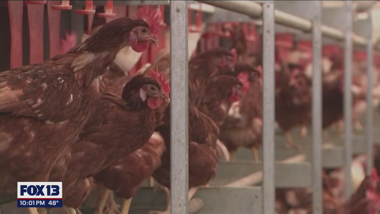 Bird flu kills 37 million birds in US, just detected in Washington state backyard flock