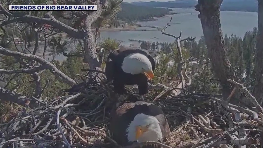 Jackie and Shadow's eggs unlikely to hatch