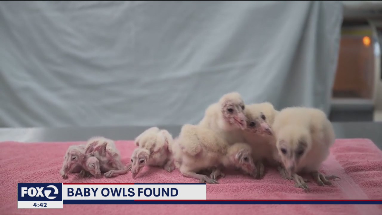 Seven baby owls found in bail of hay