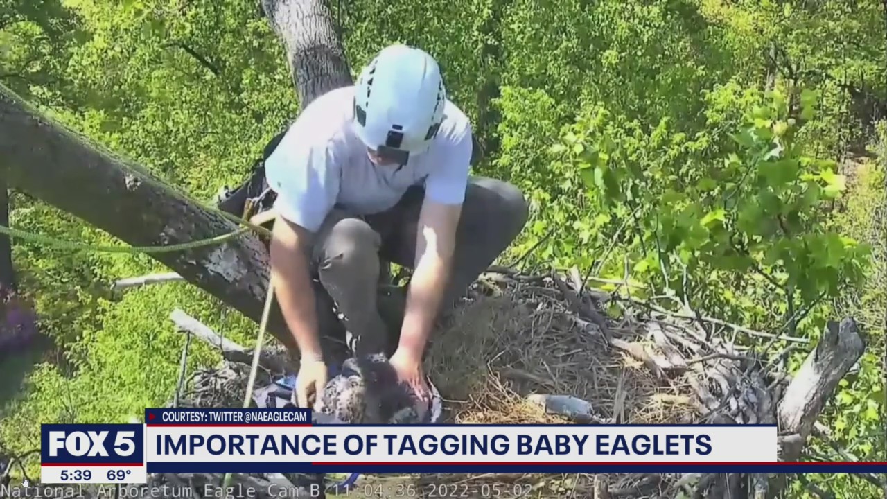 Importance of tagging baby eaglets