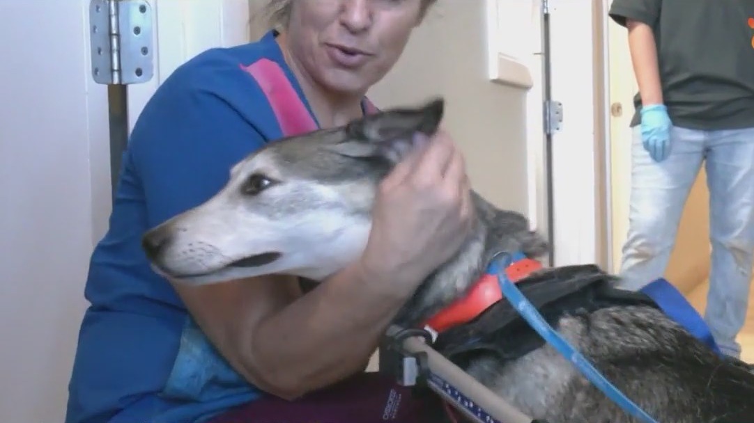 Latest on dogs seized in Chandler abuse probe