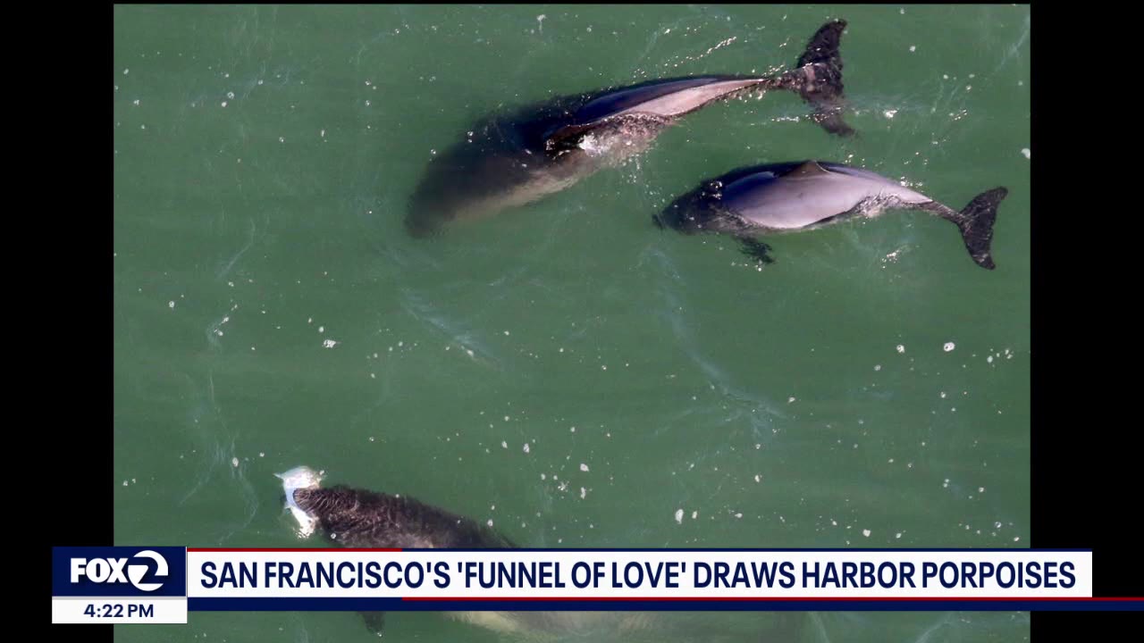 Harbor porpoises flock to 'funnel of love' under Golden Gate Bridge
