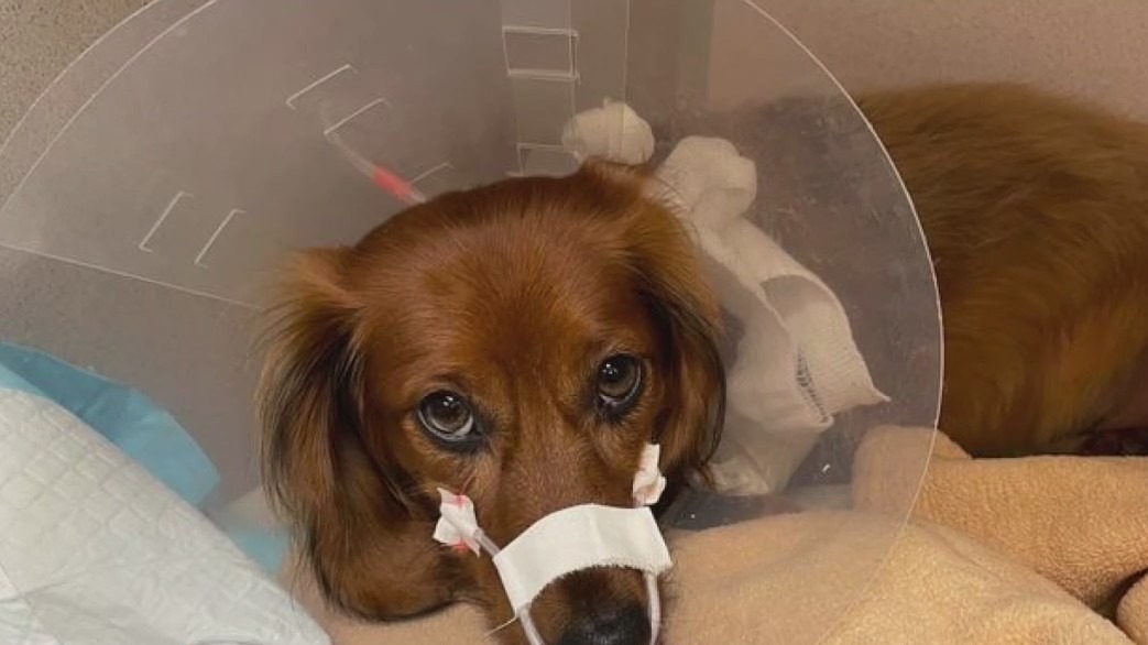 Dog owner says trip to groomer put animal in the hospital