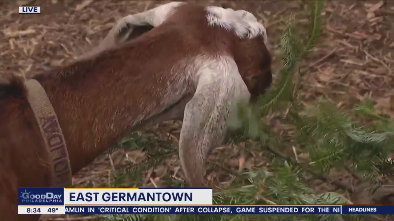 Philly Goat Project hosting 5th annual Christmas Tree-cycle